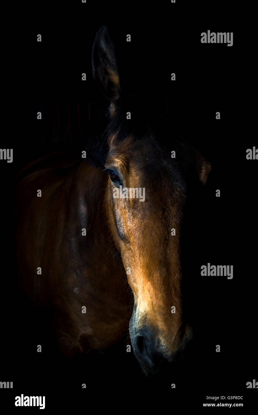 Ritratti equina Foto Stock