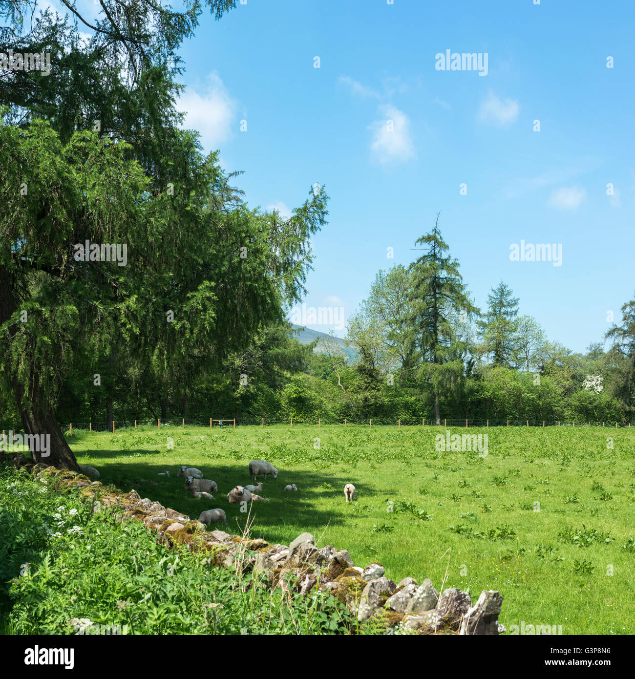Le pecore e gli agnelli in un campo rifugiandosi sotto un albero in un caldo giorno d'estate. Foto Stock