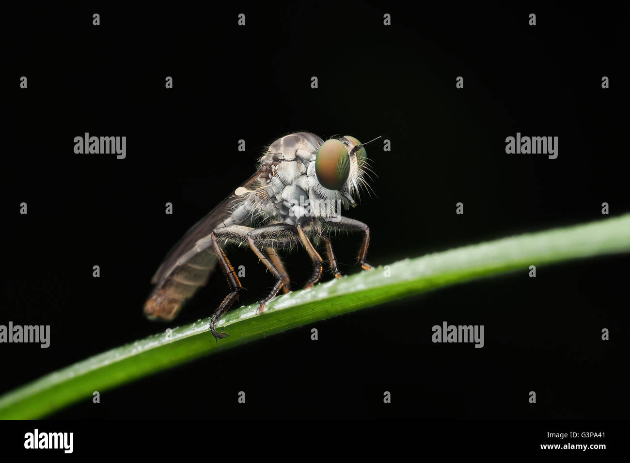 Rapinatore volare su impianto Foto Stock