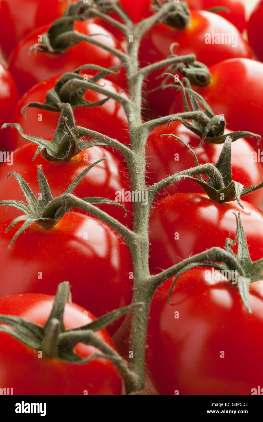 Vite con freschi maturi rossi pomodori ciliegini Foto Stock