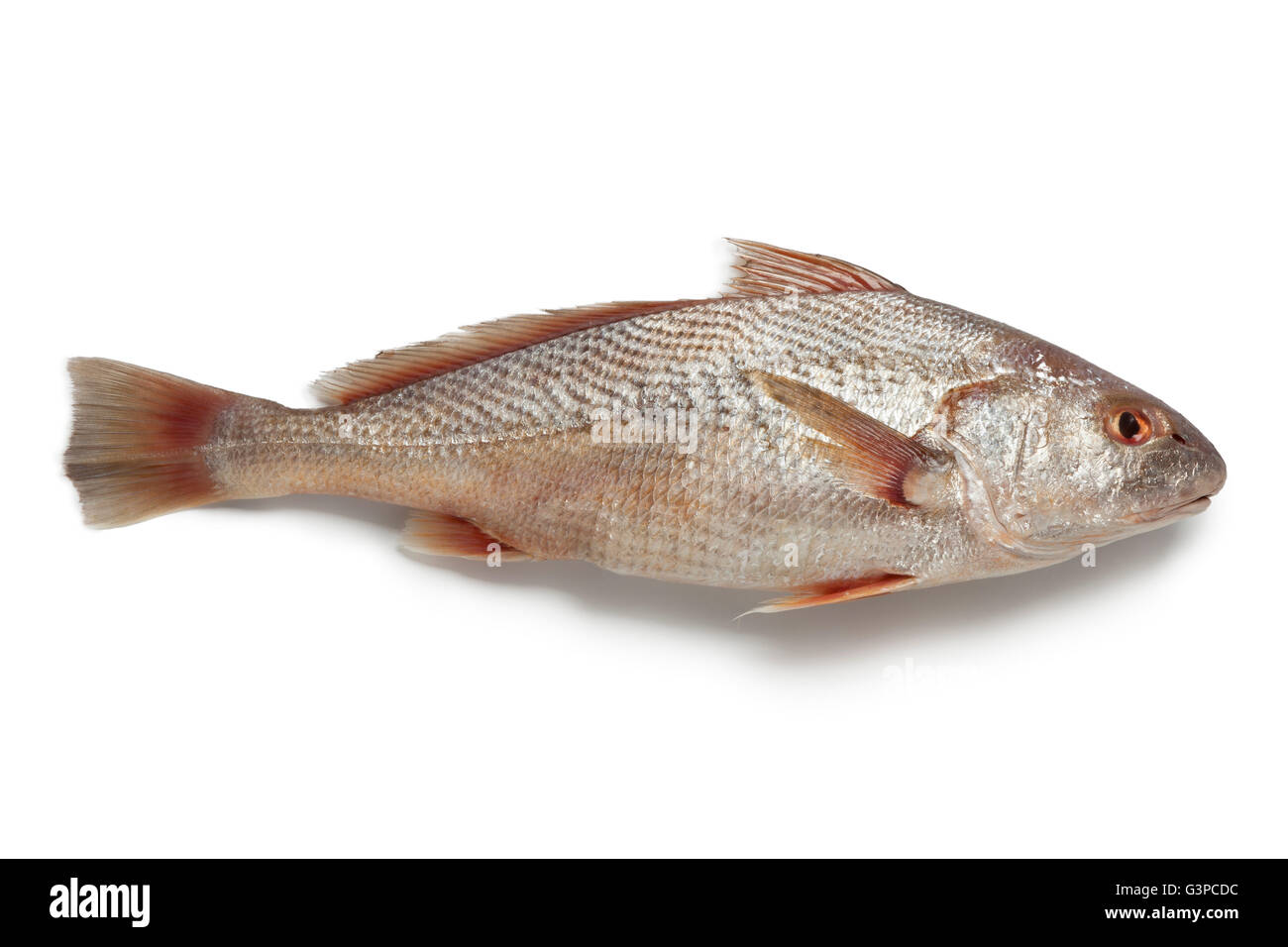 Tutta la singola crudo fresco pesce koebi su sfondo bianco Foto Stock