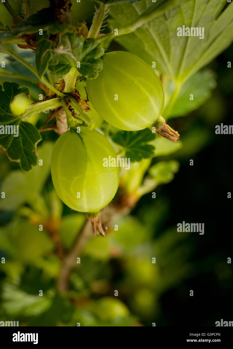 Uva spina su un gooseberry bush. Foto Stock