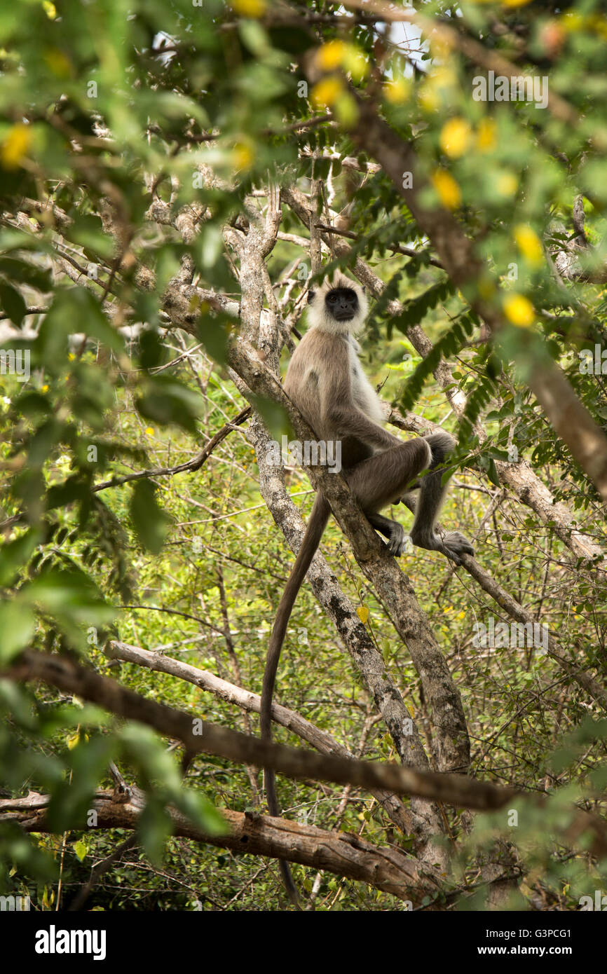 Sri Lanka, fauna selvatica, Yala National Park, Grigio Langur, Semnopithecus entellus, nella struttura ad albero Foto Stock