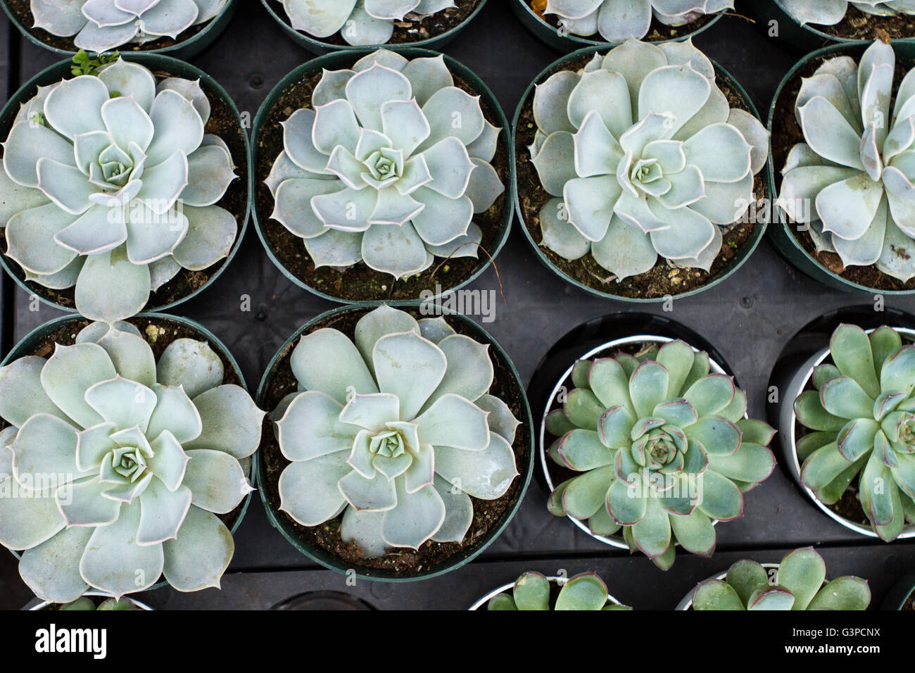 Filari di piante succulente nella piantatrici a nido Foto Stock Filari di piante succulente nella piantatrici a nido Foto Stock