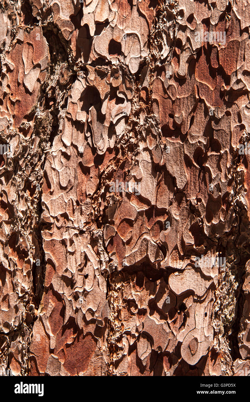 Dettaglio della corteccia di un albero di sequoia in Kings Canyon National Park. Foto Stock