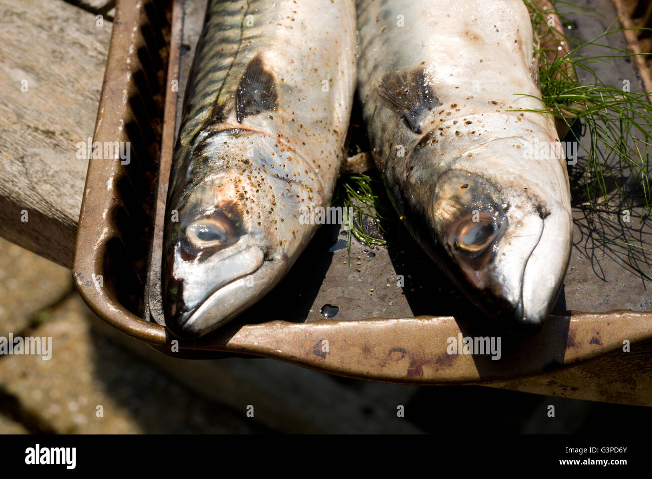 Sgombro pesci pronti per essere cucinati. Foto Stock