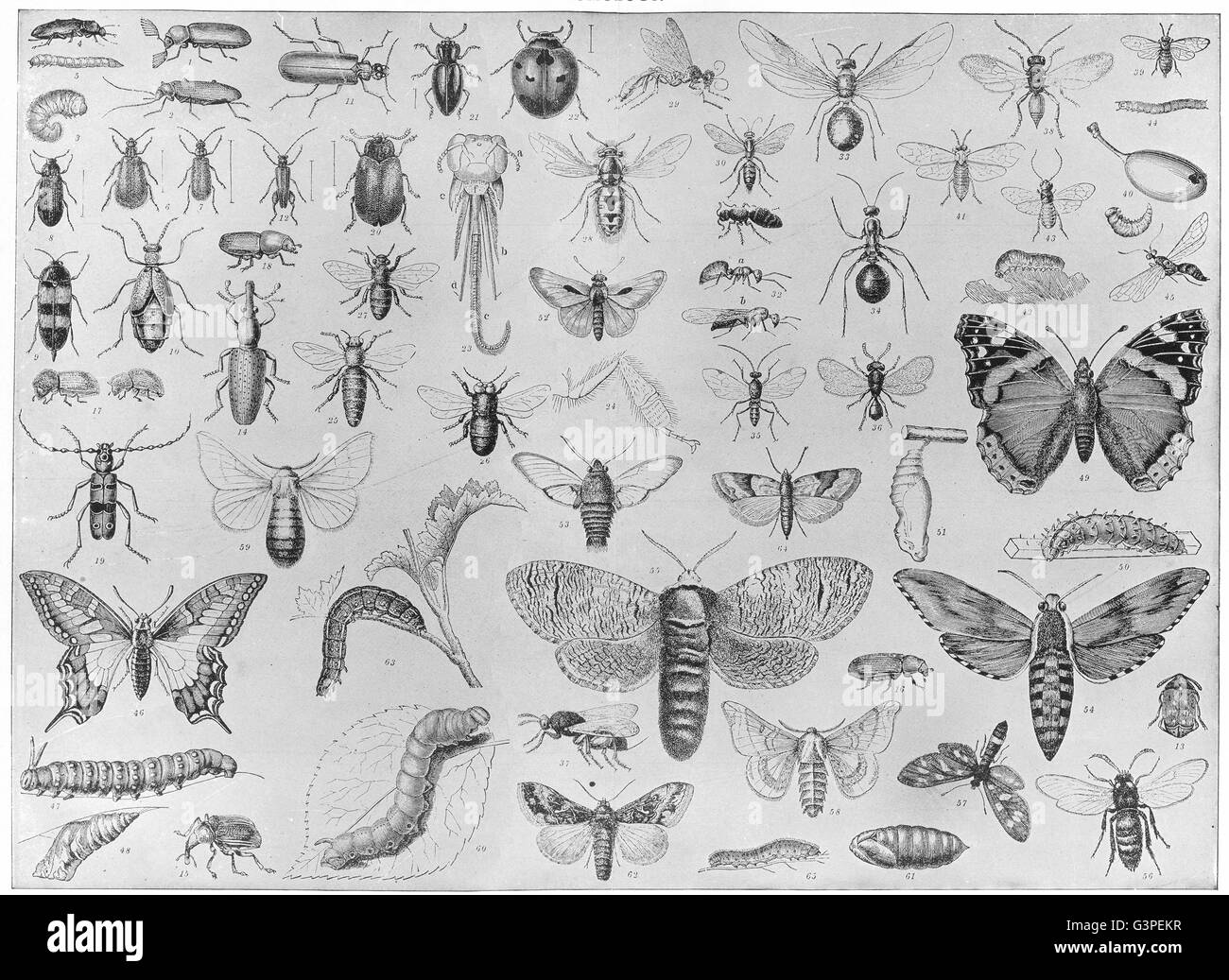 Entomologia: Beetle coccinella farfalla falena caterpillar bee wasp curculione, 1907 Foto Stock