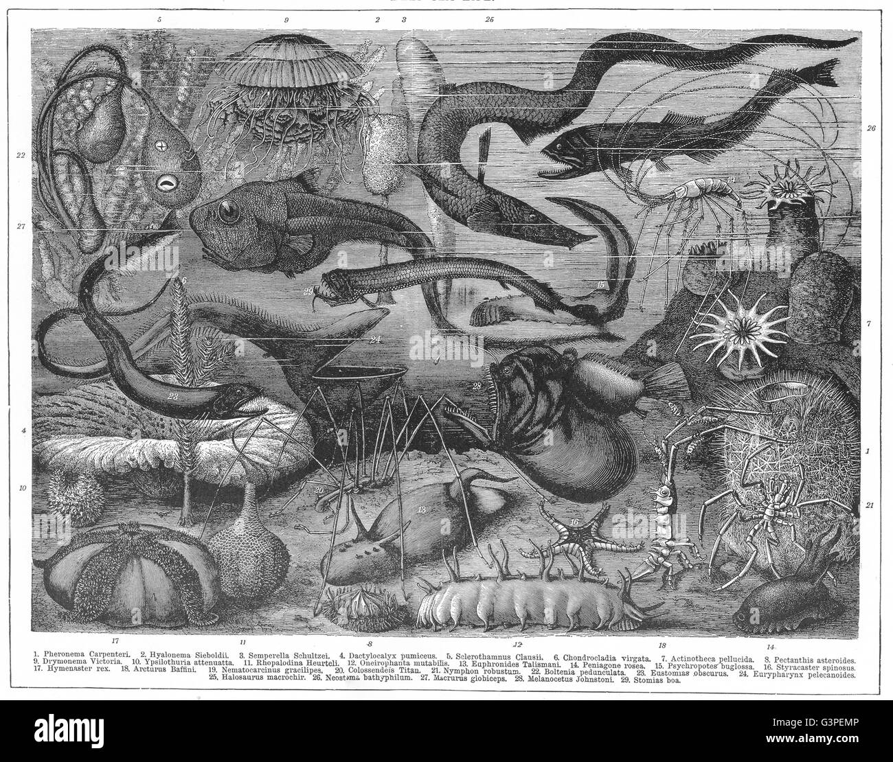 Pesce DEEPSEA:Pheronema carpenteri Hyalonema sieboldii Semperella schultzei, 1907 Foto Stock