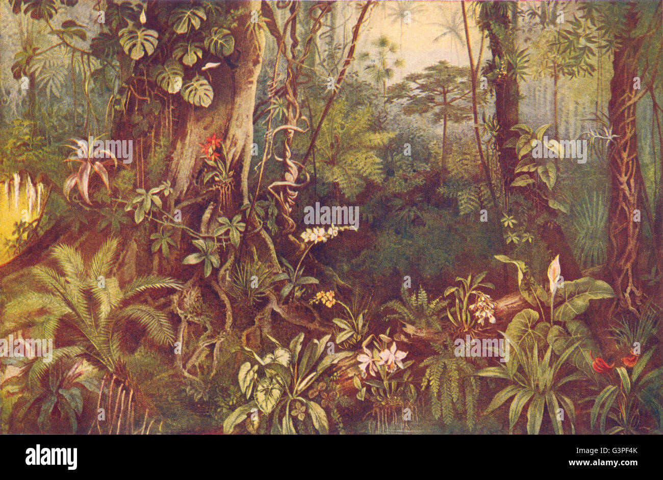 Paesaggi: una foresta tropicale, antica stampa 1907 Foto Stock