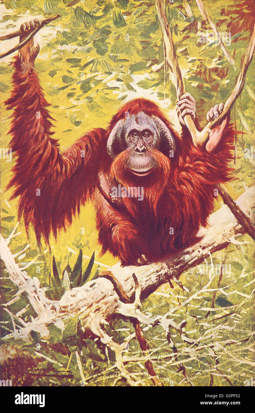 Primati: Orang-Utan(Simia Satyrus), antica stampa 1907 Foto Stock