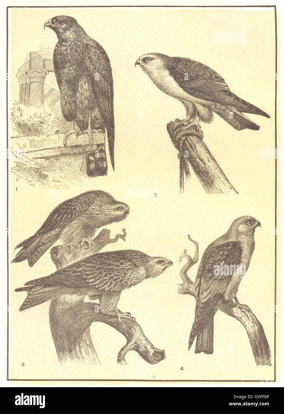 Uccelli: Aquiloni; 1 Black-winged Kite; 2; egiziano 3 & comune; 4 Mississippi, 1907 Foto Stock