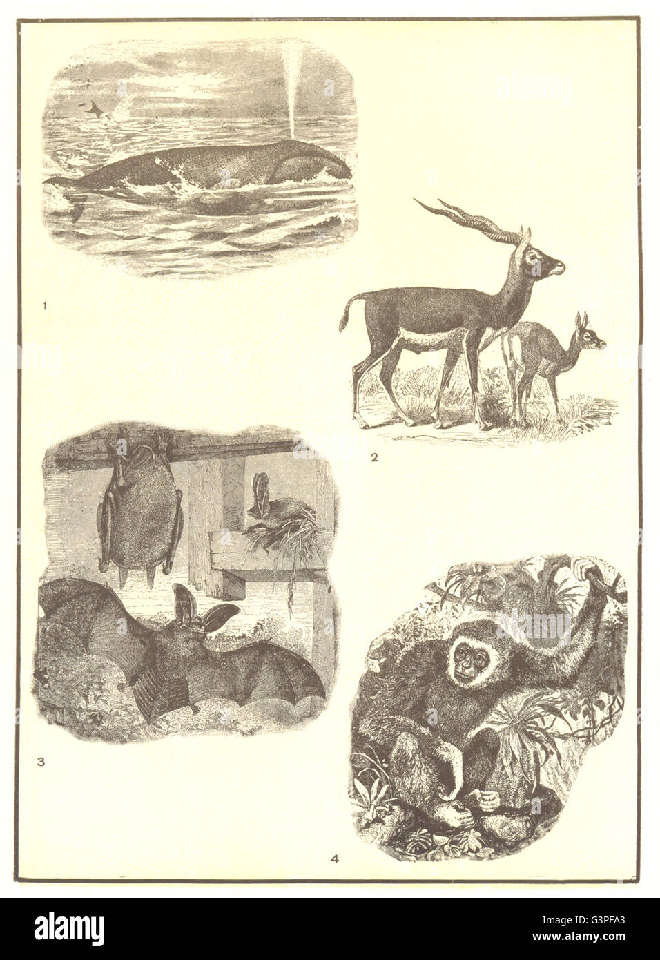 Mammifero: Whale-acquatico; antilopi-terrestre; Bat-antenna; Ape-arborea, 1907 Foto Stock