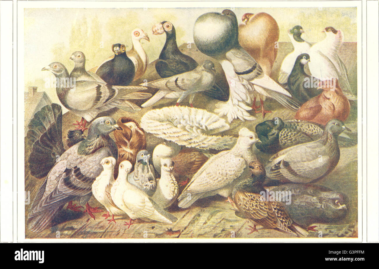 Piccioni: Bluerock Curly Ruff Tumbler Nun mandorla barbuto Turbit giacobina, 1907 Foto Stock