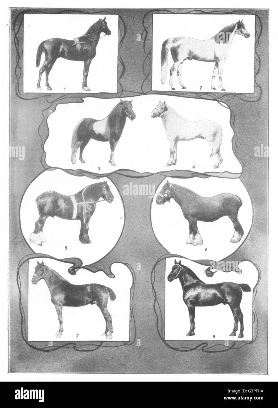 Cavalli: Arabian; Stallone; pony Shetland; Welsh; Shire; Clydedale castrazione, 1907 Foto Stock