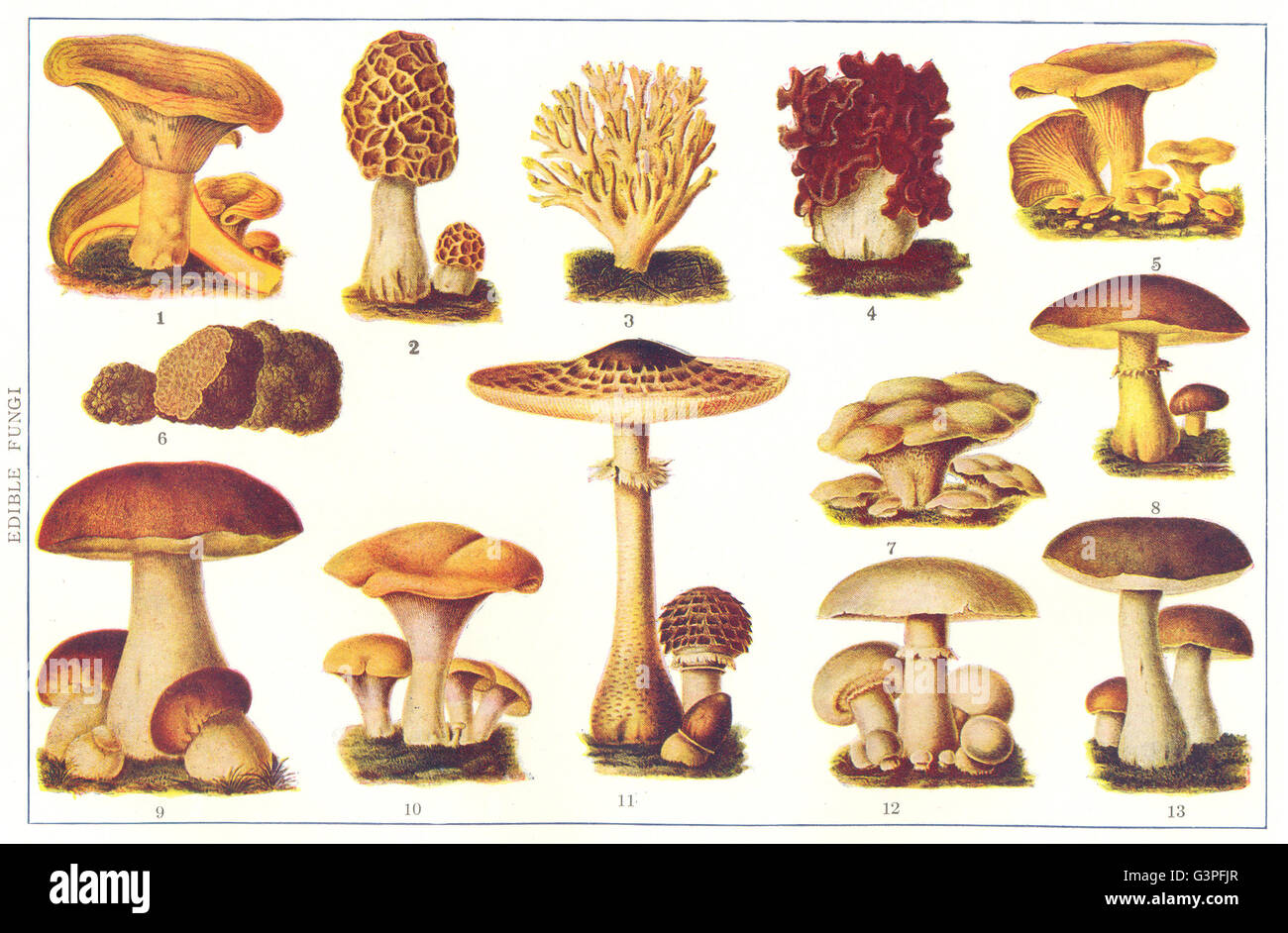Funghi commestibili: gustosa; Morchelle; cresta di gallo; Toadstool;  Cantarelle; Tartufo, 1907 Foto stock - Alamy
