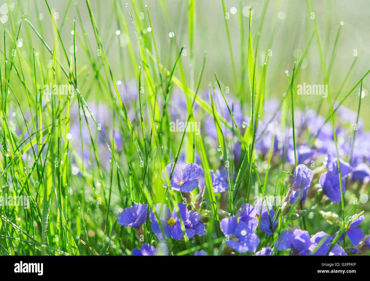 Retroilluminato a gocce di rugiada di mattina su estate Radura soleggiata con erba e piccoli fiori blu Foto Stock