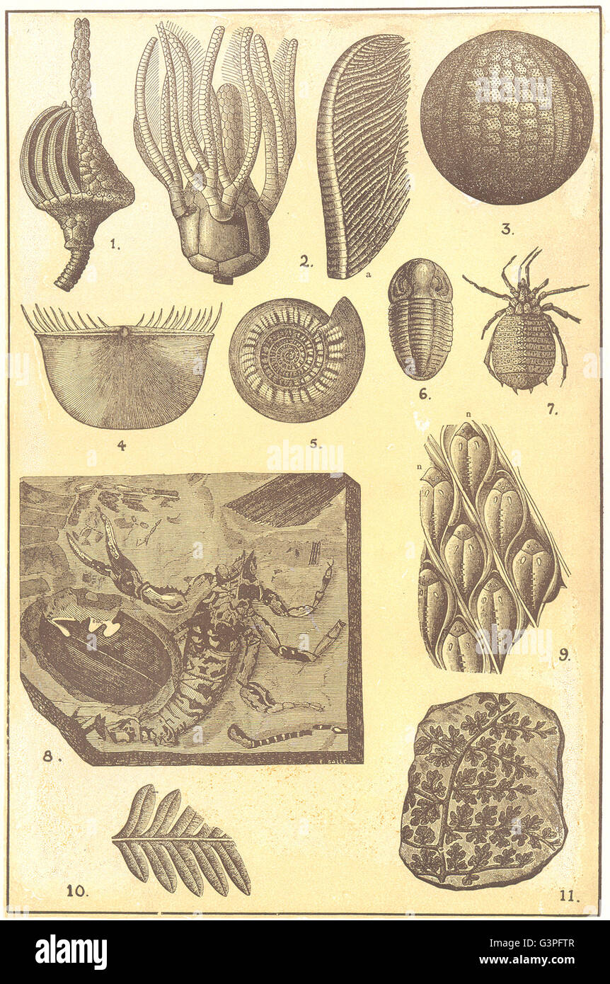 Fossili carbonifero: Actinocrinus; Platycrinus; Plaeechinus; Chonetes, 1907 Foto Stock