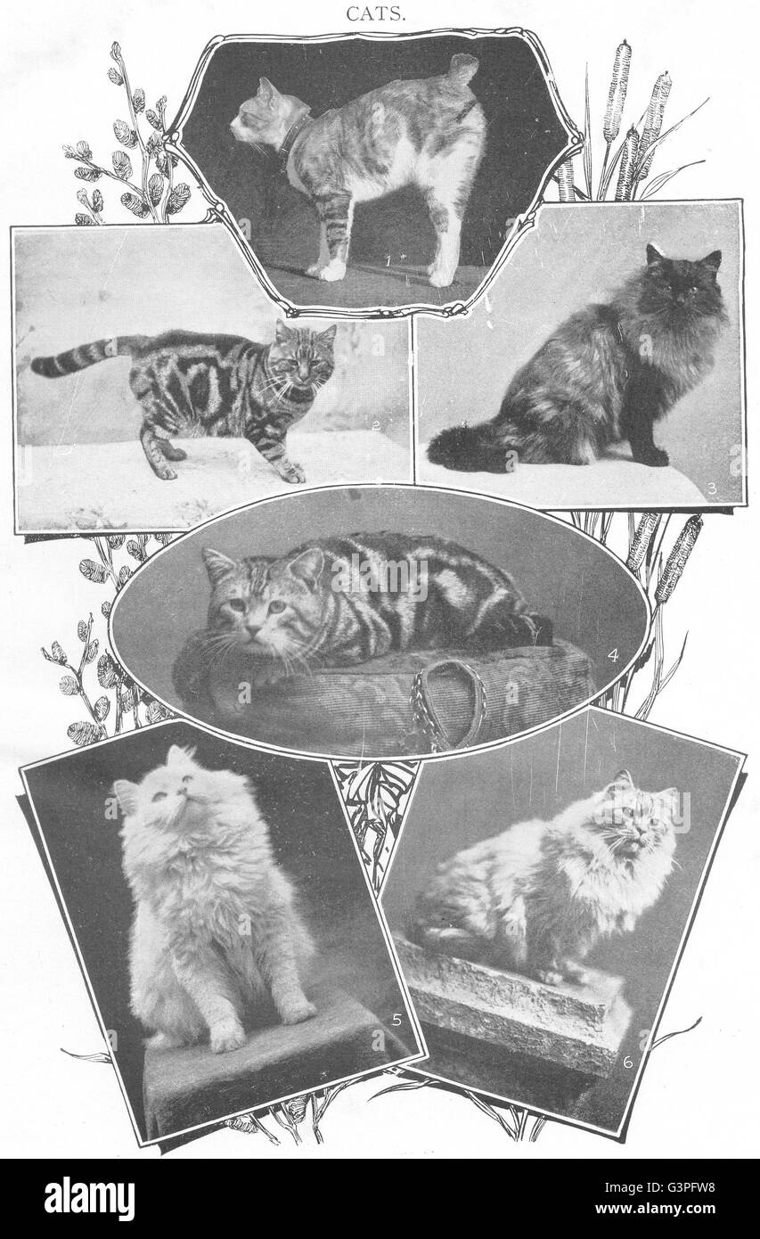 Gatti: 1 Manx; 2 brown tabby; 3 persiano smoke; 4 argento; 5 bianco; 6 ombreggiato, 1907 Foto Stock