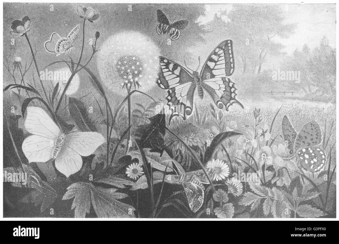 I LEPIDOTTERI: Brimstone butterfly; coda di rondine; fritillary; falena Gamma; , 1907 Foto Stock