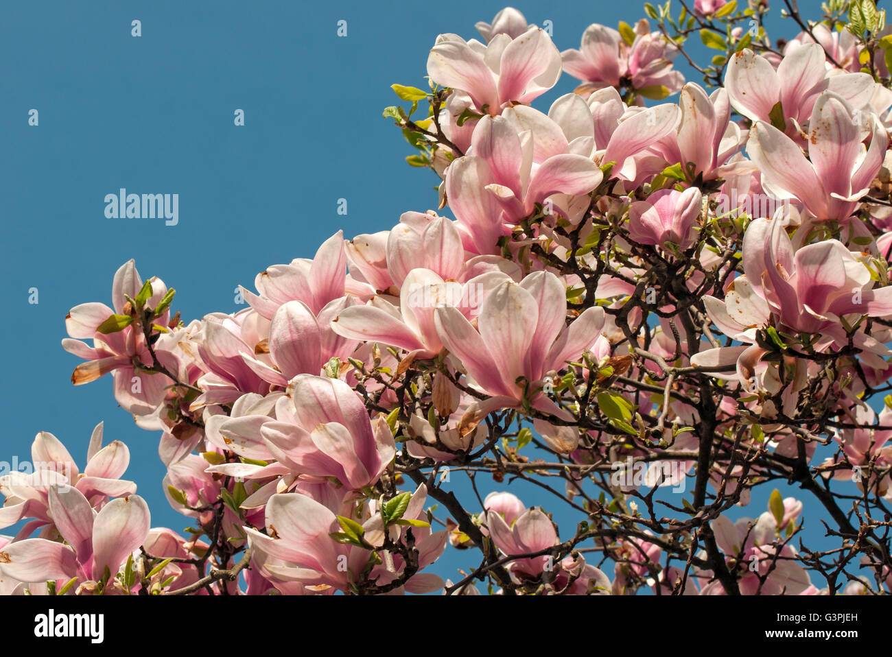 Fioritura piattino magnolia (Magnolia soulangeana amabilis), Smetanovy sady, Olomouc, Repubblica Ceca, Europa Foto Stock