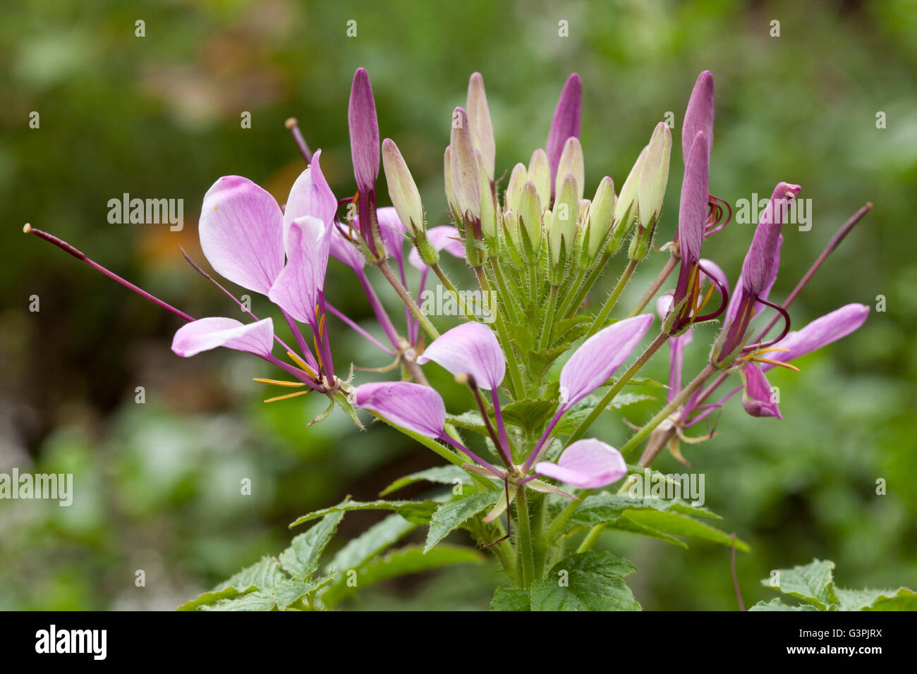 Fiore di ragno (Cleome spinosa), Giardino Botanico, Bochum, Renania settentrionale-Vestfalia Foto Stock