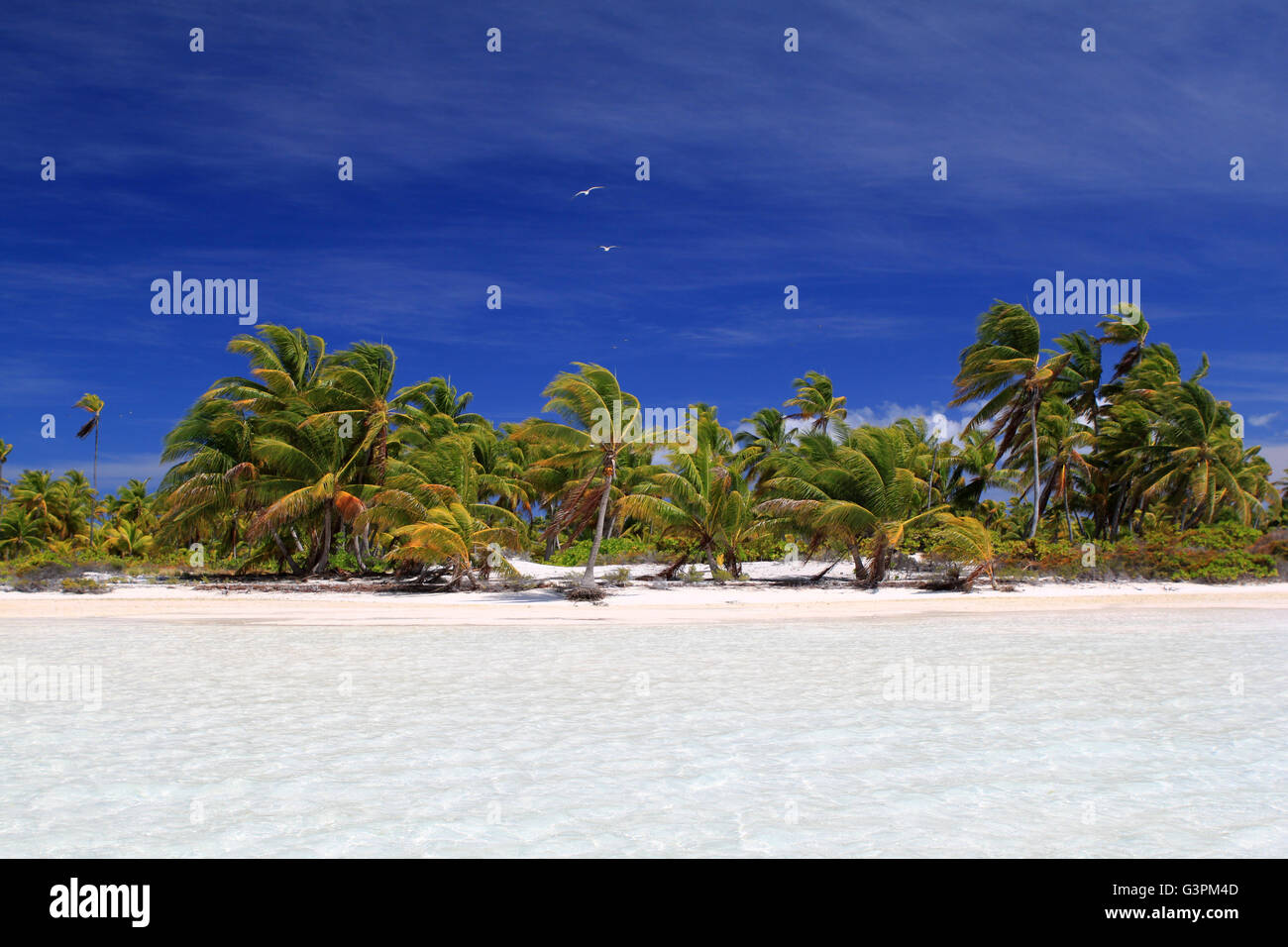 Wild Coco Palm Beach, Isola di Natale, Kiribati Foto Stock