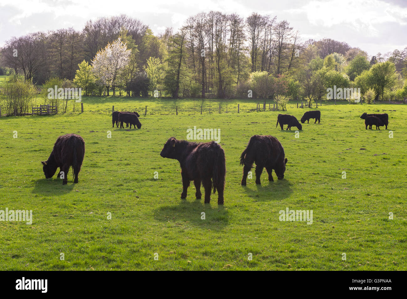 Nero galloway cattles sul pascolo verde, Landkreis Vechta, oldenburg münsterland, Bassa Sassonia, Germania Foto Stock