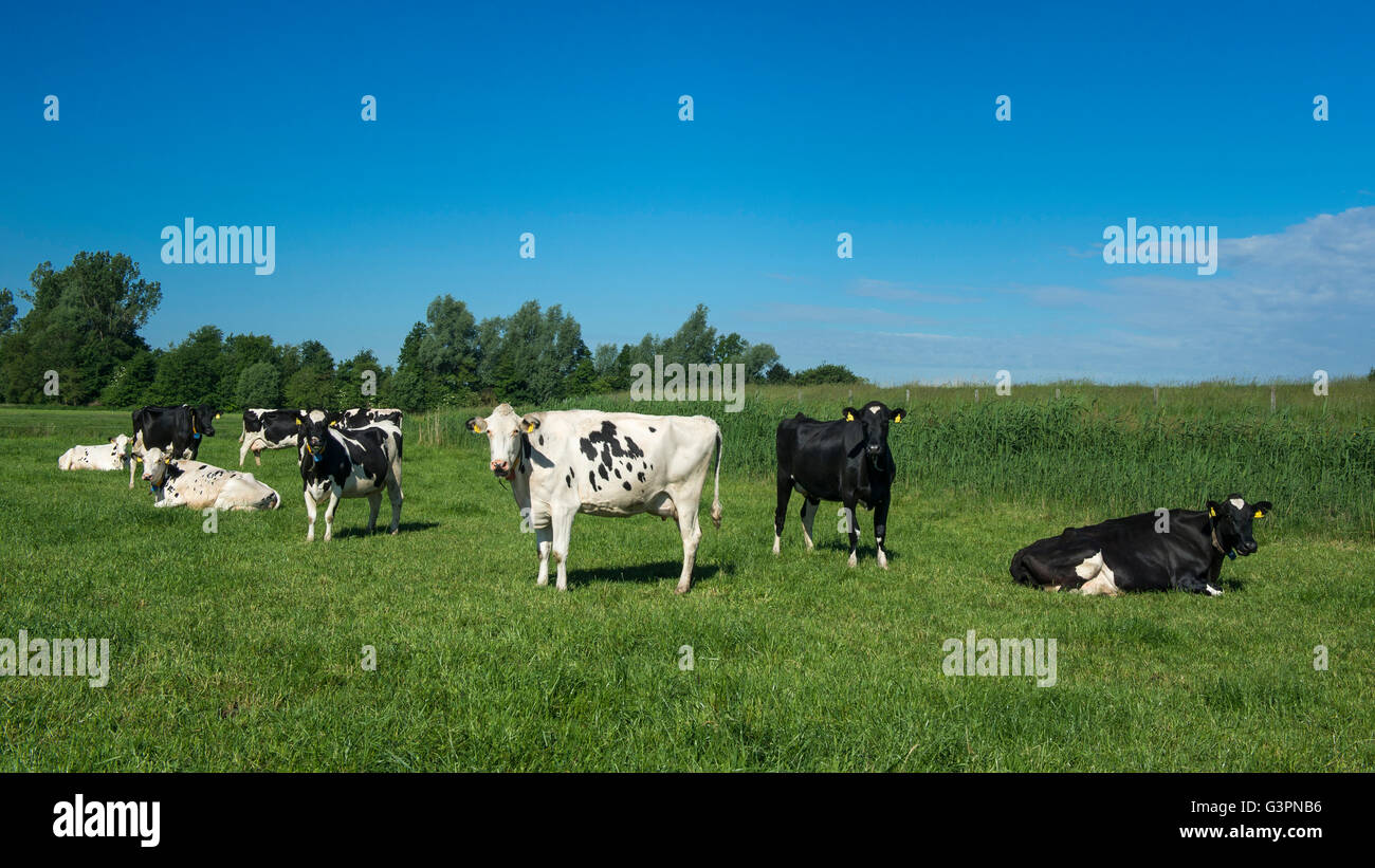 Black pied cattles sul pascolo verde, landkreis cloppenburg, oldenburg münsterland, Bassa Sassonia, Germania Foto Stock