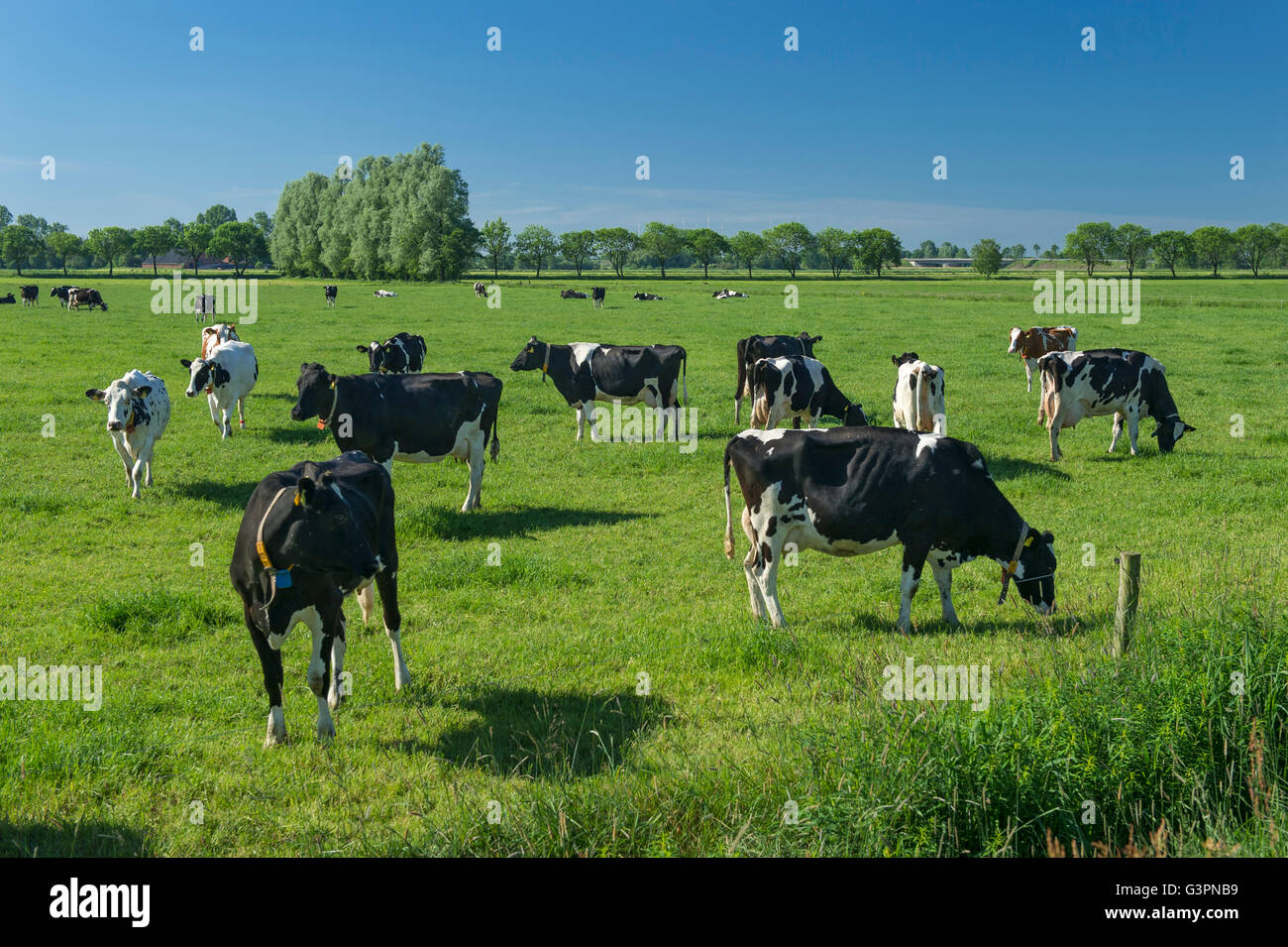 Black pied cattles sul pascolo verde, landkreis cloppenburg, oldenburg münsterland, Bassa Sassonia, Germania Foto Stock