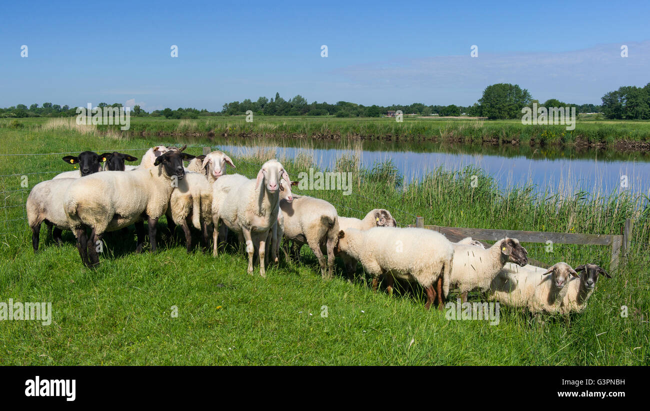 Gregge di pecore in un argine del fiume jümme, landkreis cloppenburg, oldenburg münsterland, Bassa Sassonia, Germania Foto Stock