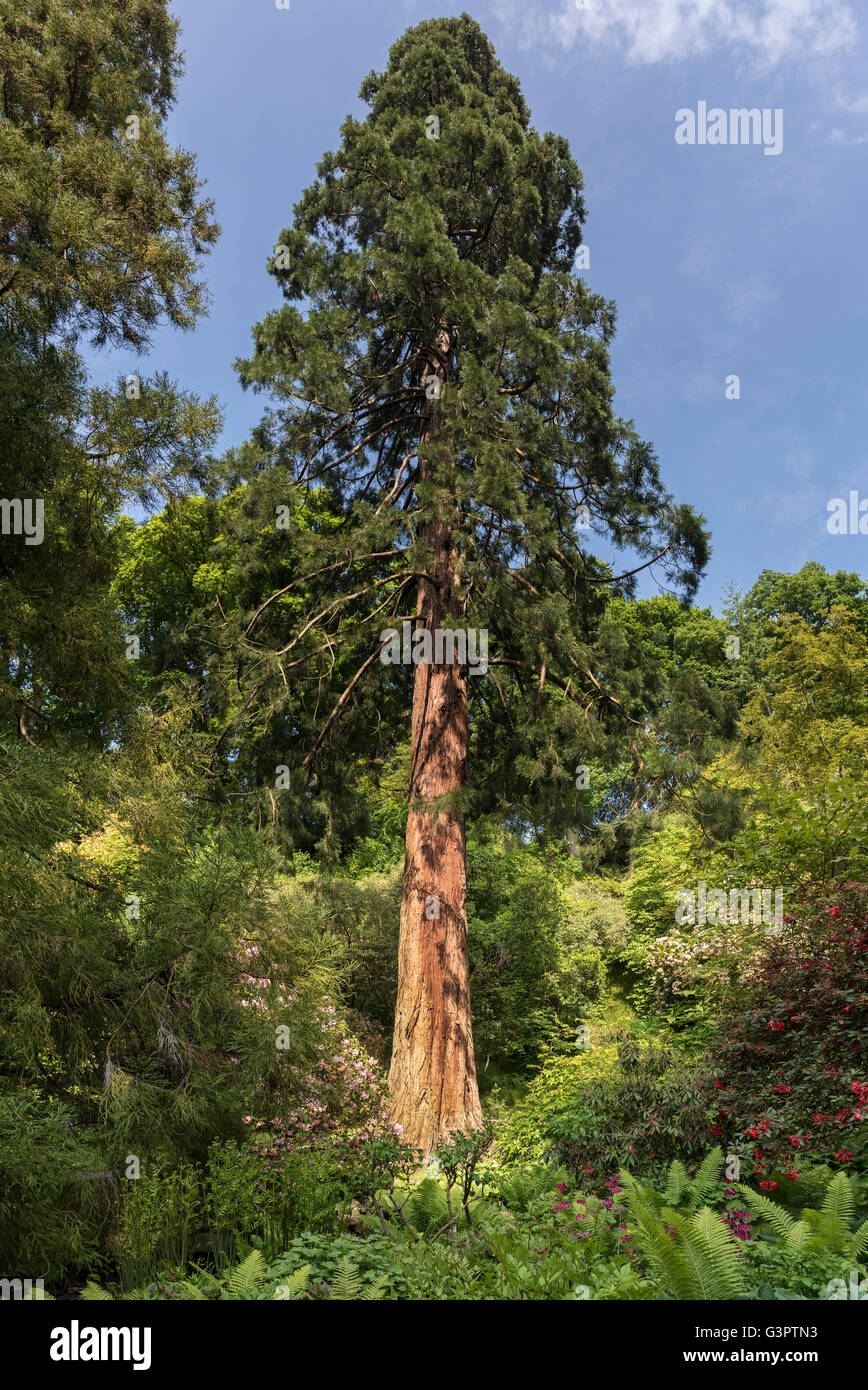 Albero Gigante conifer Foto Stock