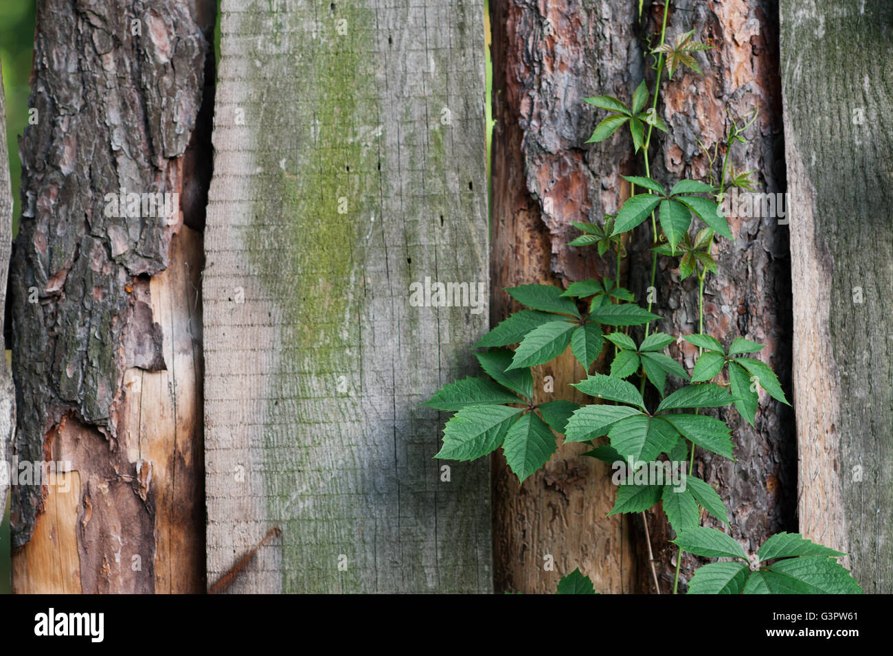 La texture della vecchia staccionata in legno con piante rampicanti Foto Stock