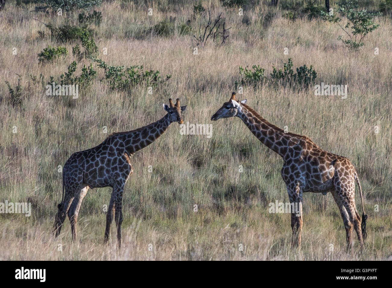 La giraffa pascolando nella Welgevonden Game Reserve in Sud Africa Foto Stock