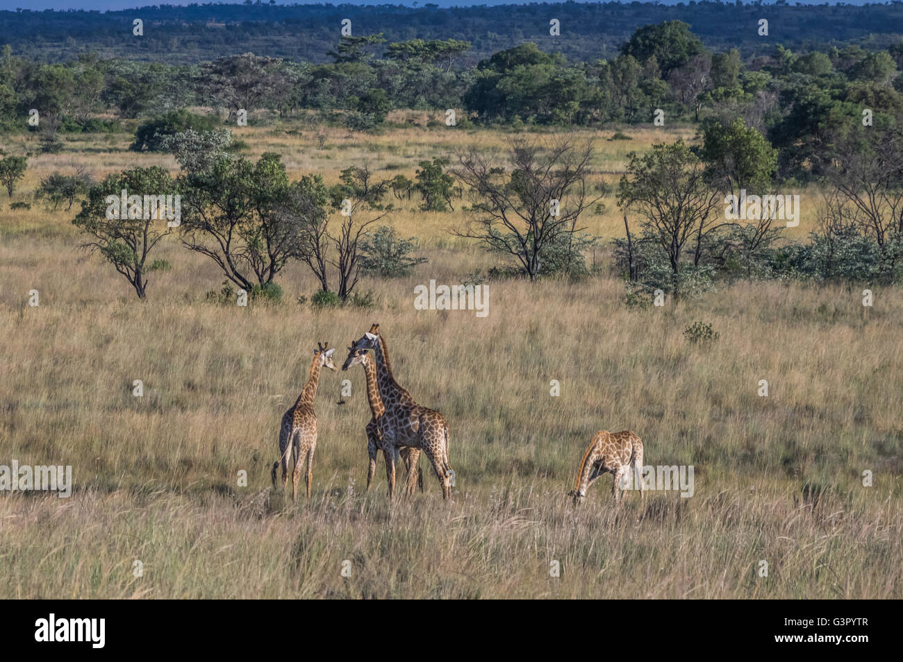 La giraffa pascolando nella Welgevonden Game Reserve in Sud Africa Foto Stock