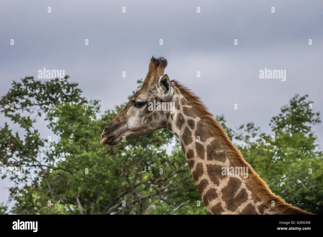 La giraffa pascolando nella Welgevonden Game Reserve in Sud Africa Foto Stock