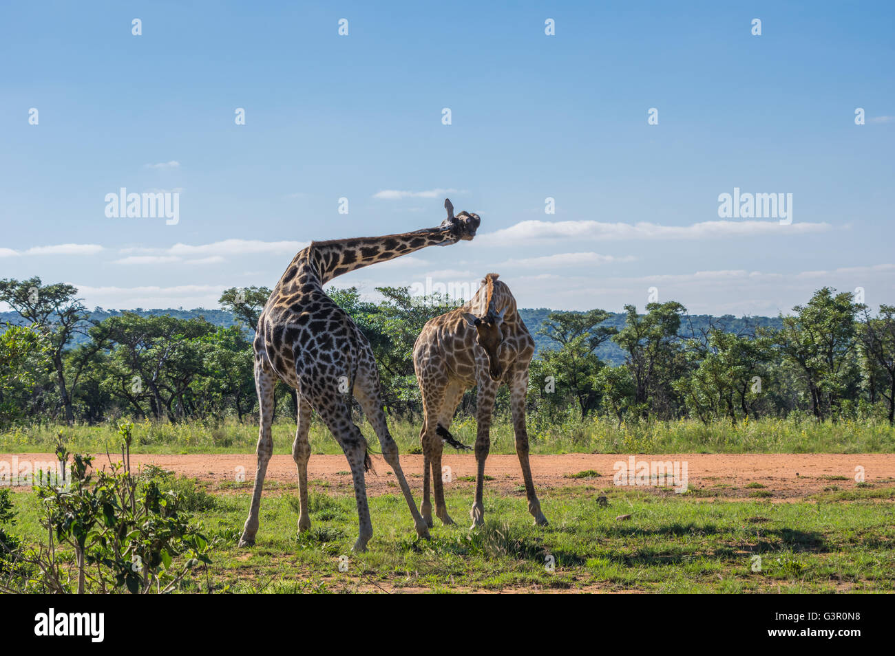 La giraffa insegnare la sua prole di lotta in Welgevonden Game Reserve in Sud Africa Foto Stock