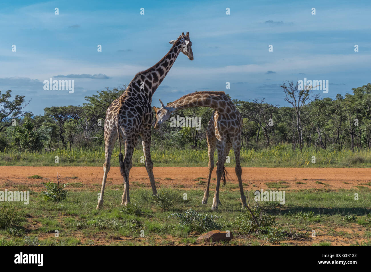 La giraffa insegnare la sua prole di lotta in Welgevonden Game Reserve in Sud Africa Foto Stock