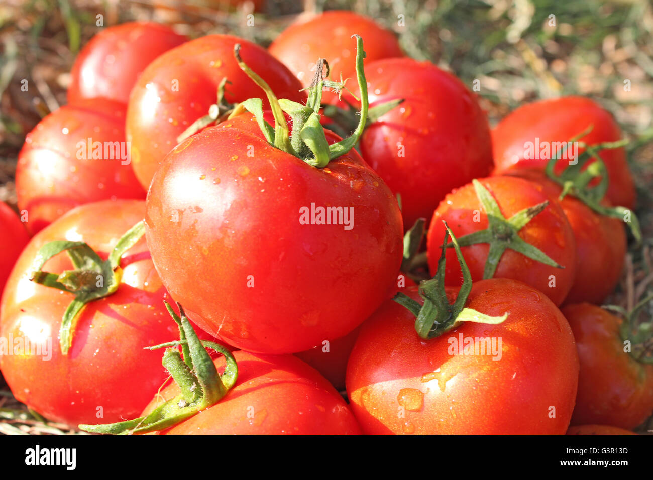 Questo anno di raccolto di ripe pomodori rossi Foto Stock