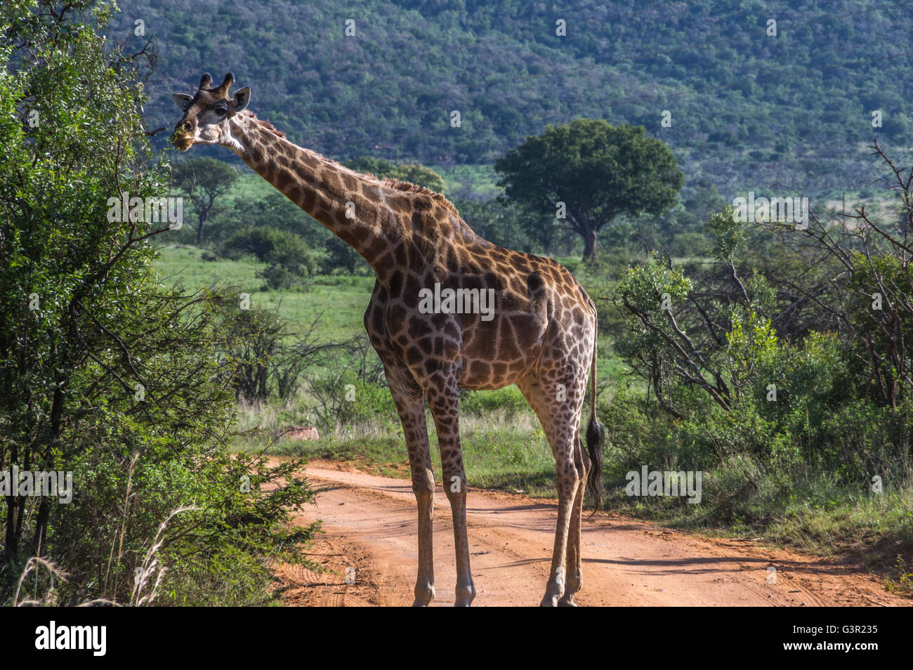La giraffa pascolando nella Welgevonden Game Reserve in Sud Africa Foto Stock
