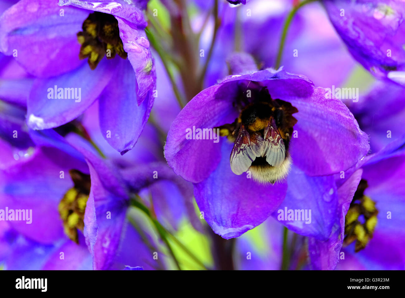 Un Bumble Bee nettare di raccolta Foto Stock