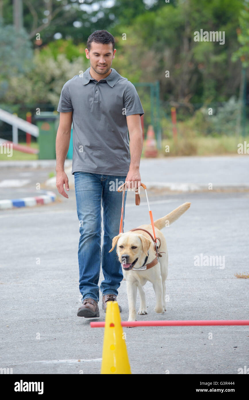 cane di servizio Foto Stock