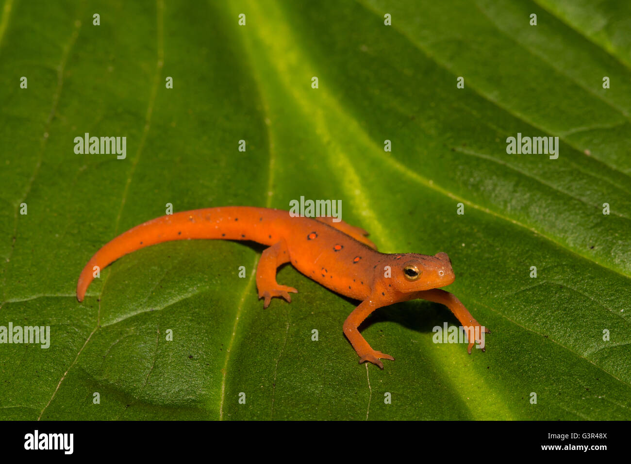 Un Rosso Eft isolato su una Skunk cavolo foglia. Foto Stock