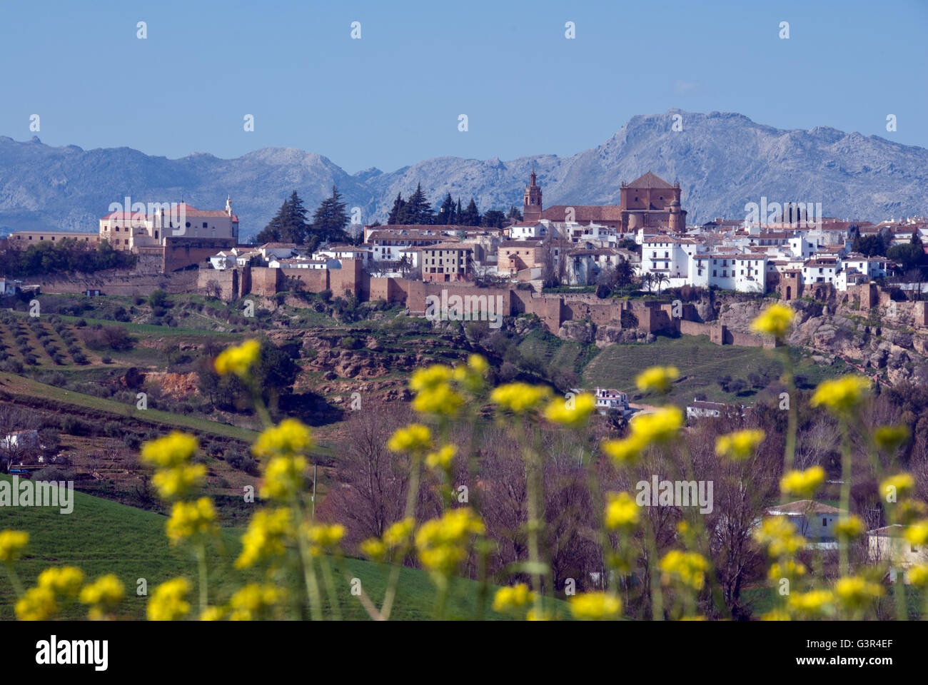 Ronda, provincia di Malaga, Andalusia. Entroterra spagna Costa del Sol, fiori selvatici, Sierrania de Ronda mountain range Foto Stock