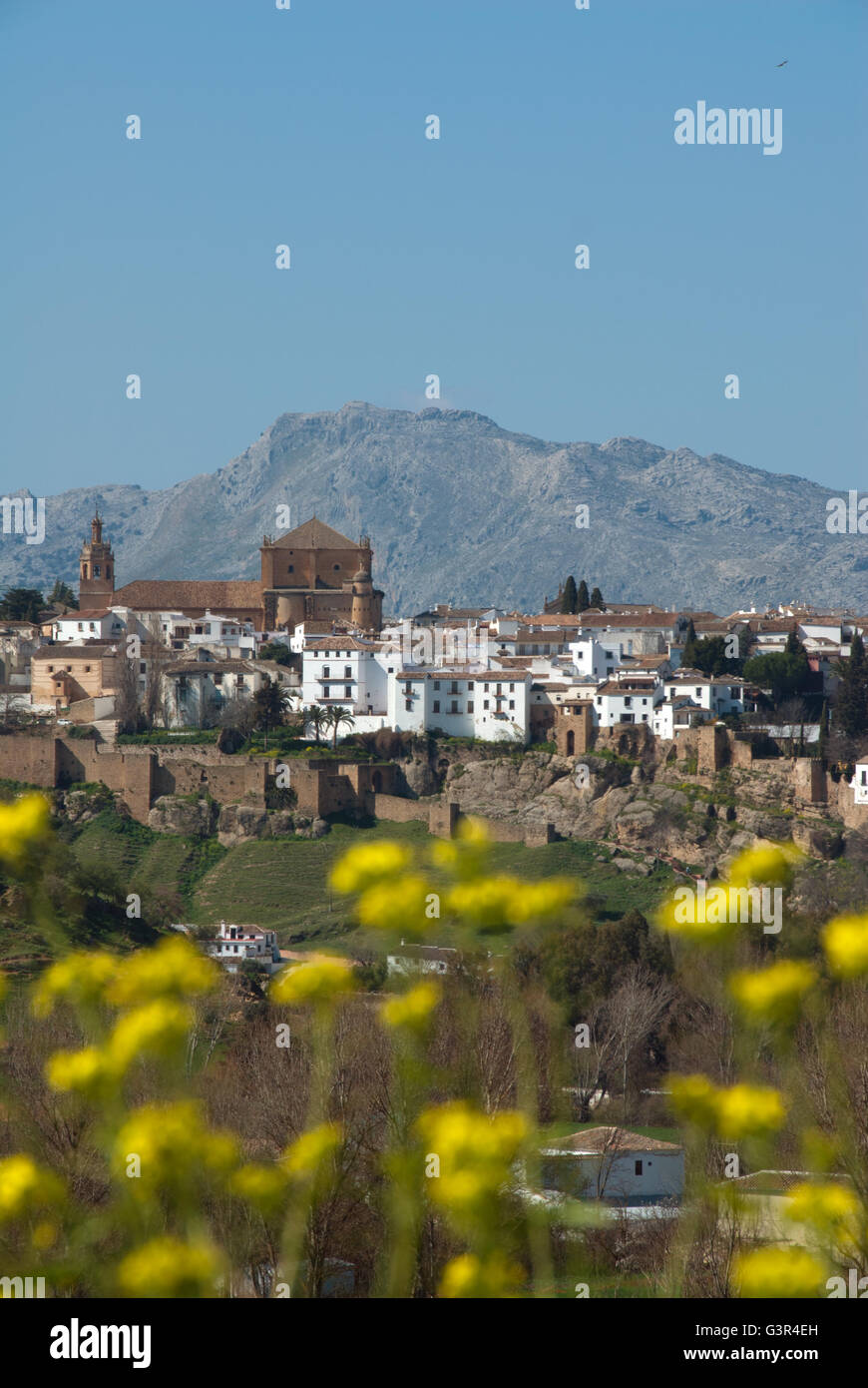 Ronda, provincia di Malaga, Andalusia. Entroterra spagna Costa del Sol, fiori selvatici, Sierrania de Ronda mountain range Foto Stock