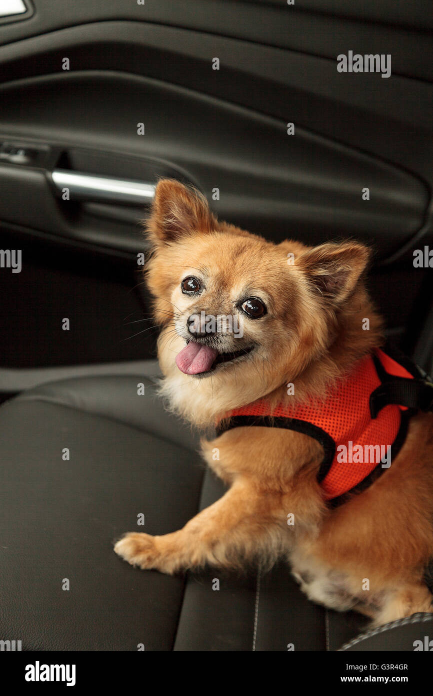 Pomerania e Chihuahua mix cane passa per un giro in auto. Egli è legato con un cavo che si attacca alla cintura per Foto Stock