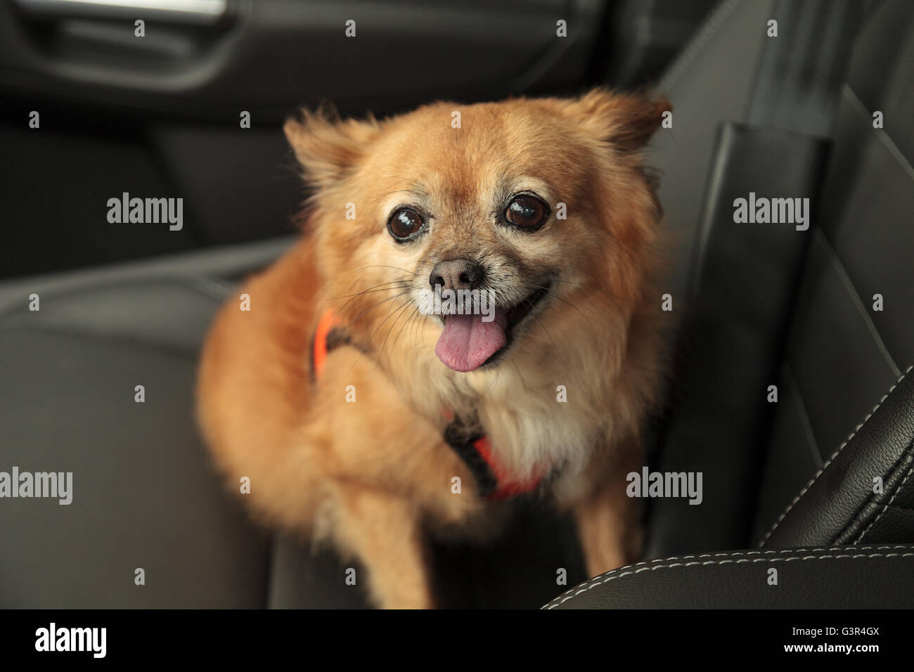 Pomerania e Chihuahua mix cane passa per un giro in auto. Egli è legato con un cavo che si attacca alla cintura per Foto Stock