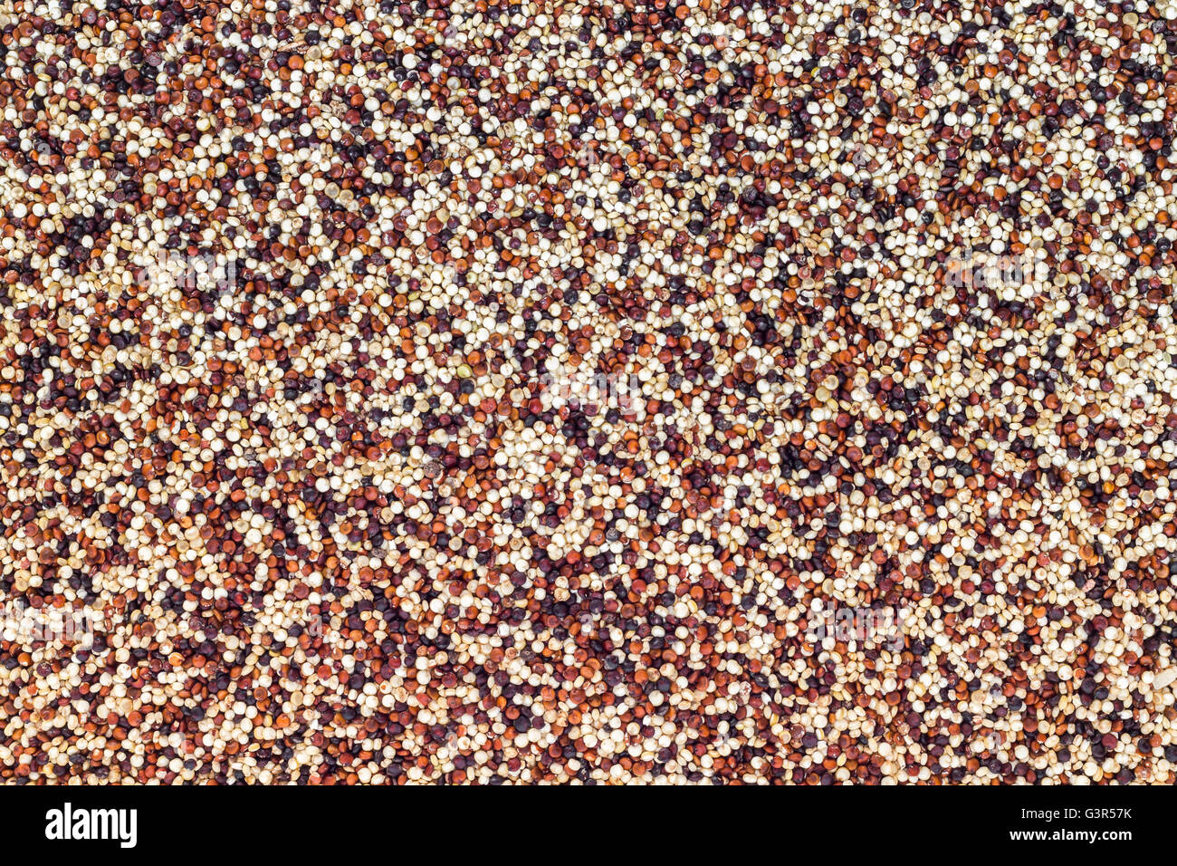 Miscelati rosso, bianco e nero, la quinoa, fonte di proteine per i vegetariani. Foto Stock