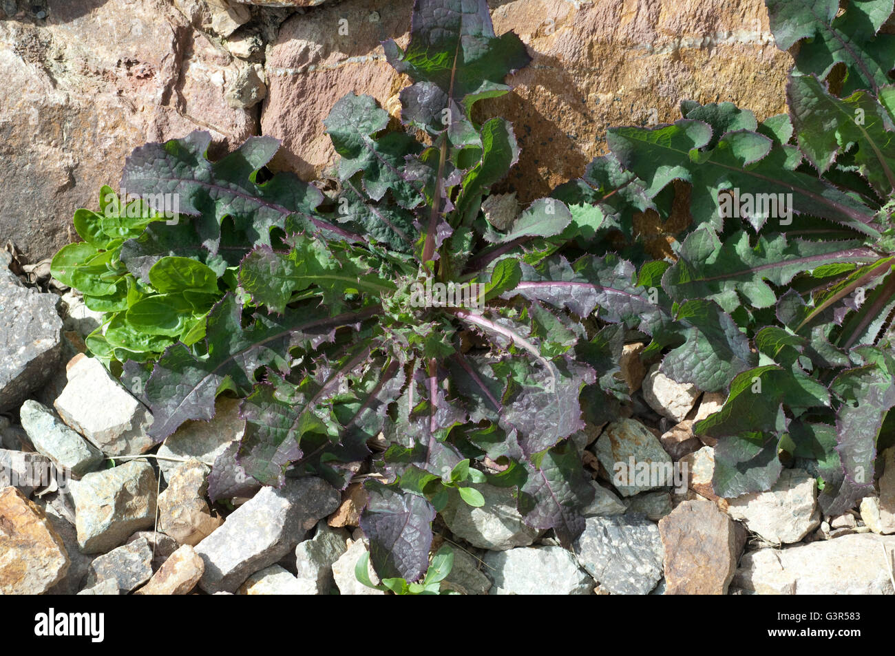 Kohldistel, Jungpflanze, Sonchus oleraceus Foto Stock