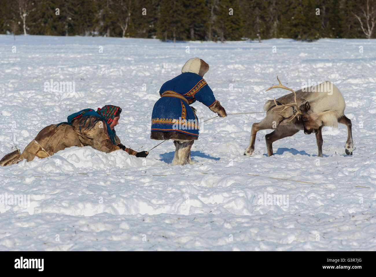 Nenets donna con suo figlio afferrò del cervo. Il camp di renne Nenets herders sulla Penisola di Yamal. Foto Stock