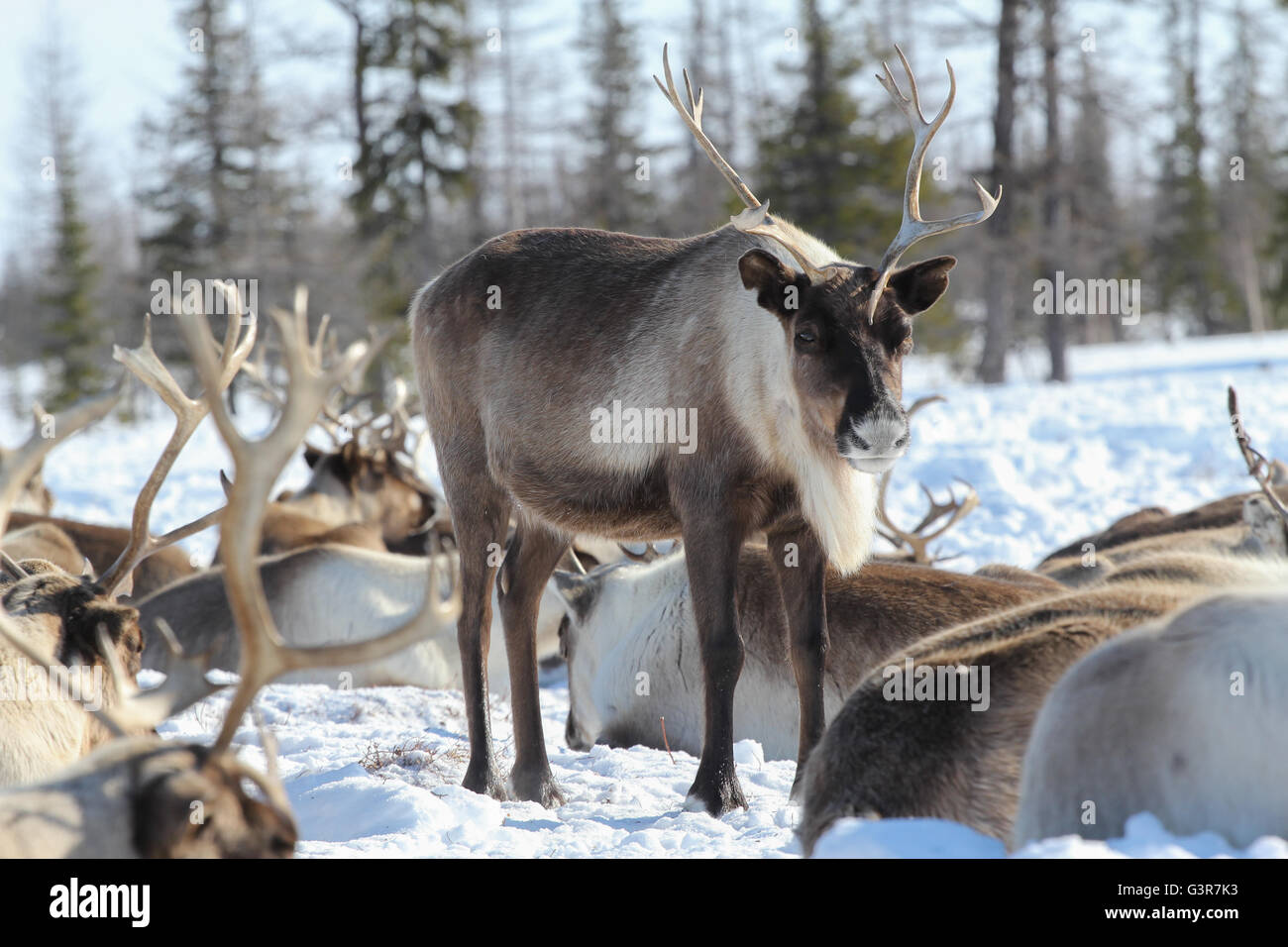 Le renne nella mandria. Yamal tundra. Foto Stock